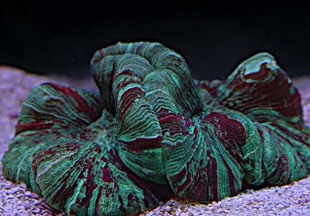 Pacific Rose Coral