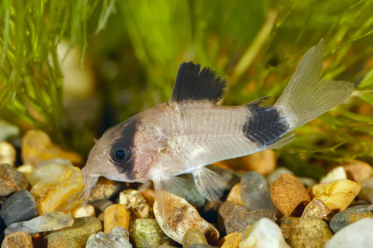 Panda corydoras