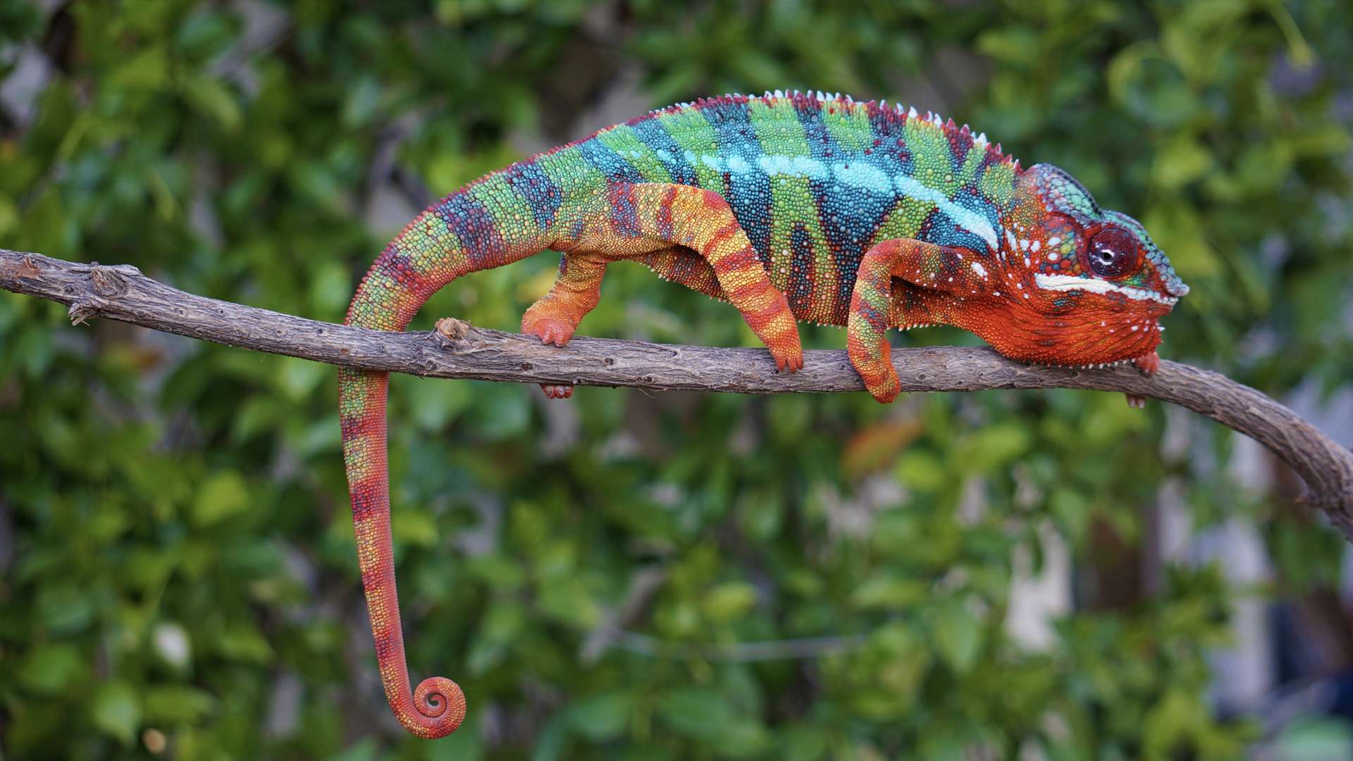 Panther-Chameleon