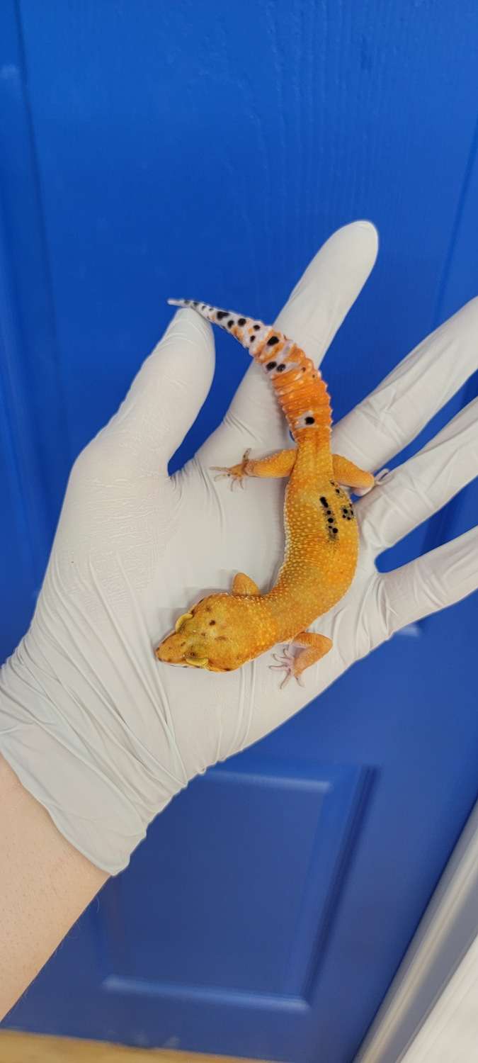 Paradox Leopard-Gecko