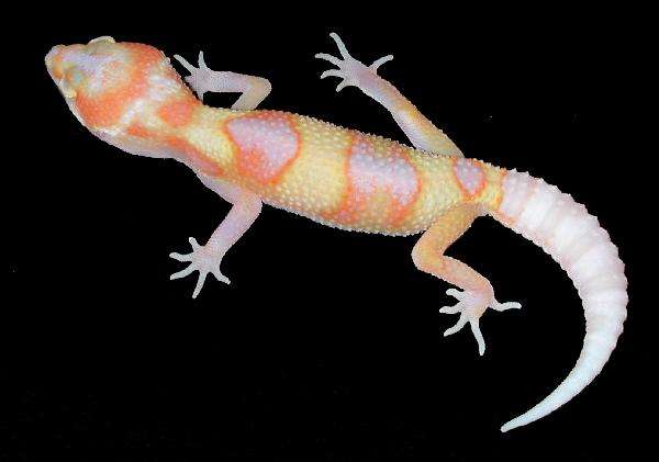 Pastel Leopard Gecko