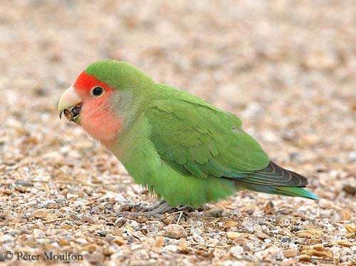 Peach-Faced Lovebird.