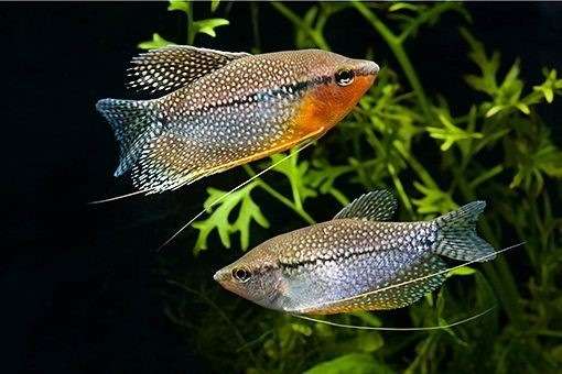 Pearl Gourami fishes