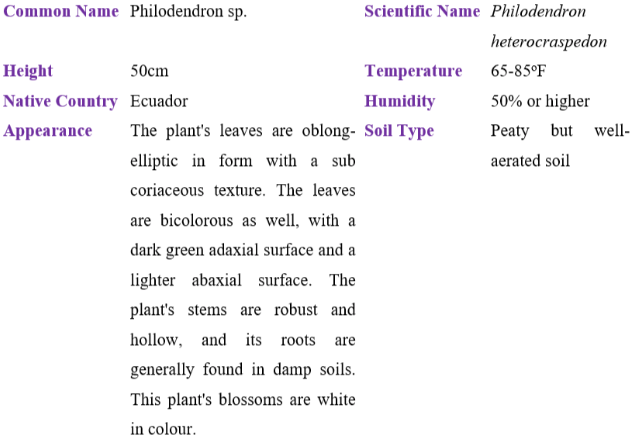 Philodendron heterocraspedon table
