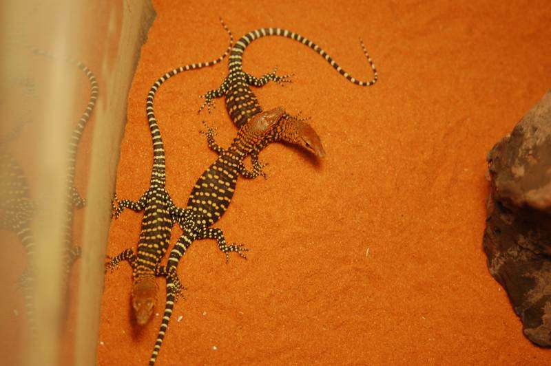 Pilbara rock monitor