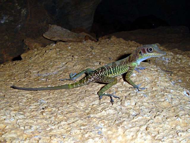 Pinar Del Rio cliff Anole