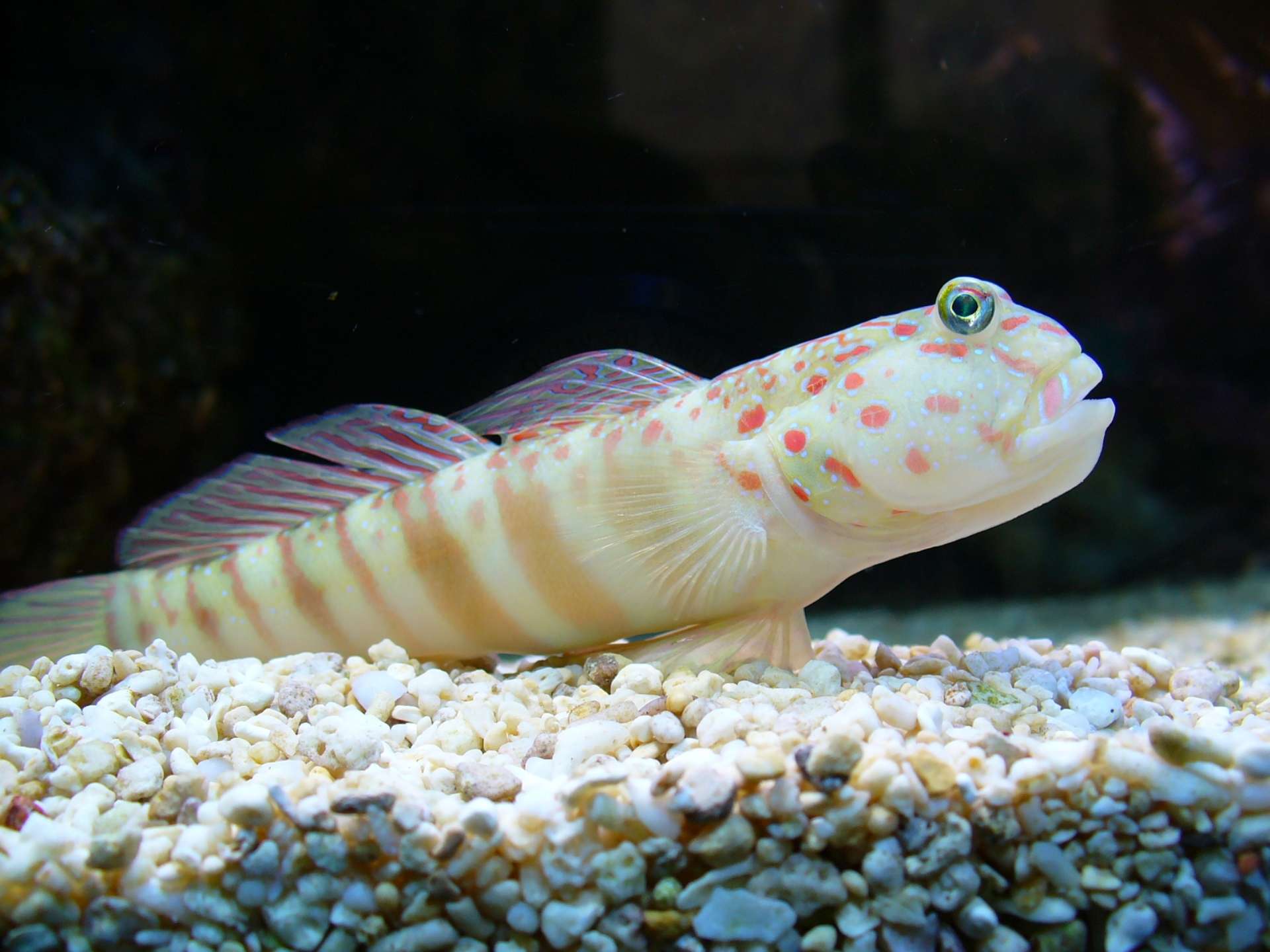 Pink-speckled shrimp goby