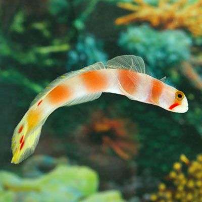 Pinkbar goby