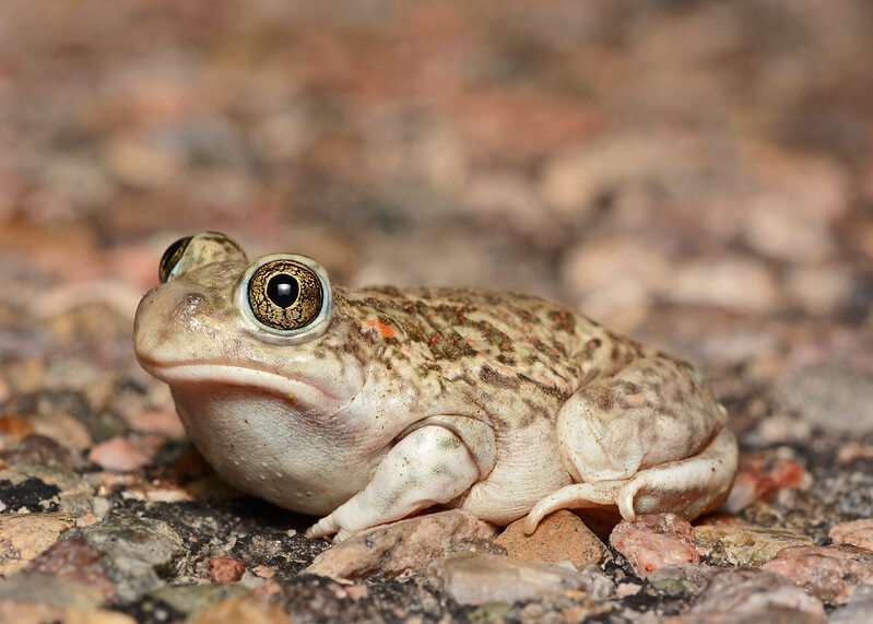 Plains Spadefoot Toad.