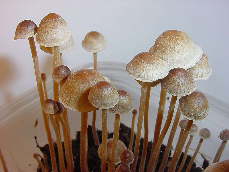 Psilocybe Tampanensis