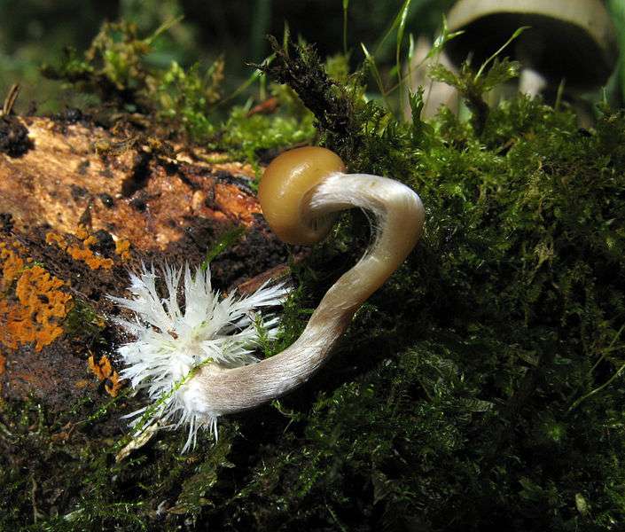 Psilocybe aztecorum