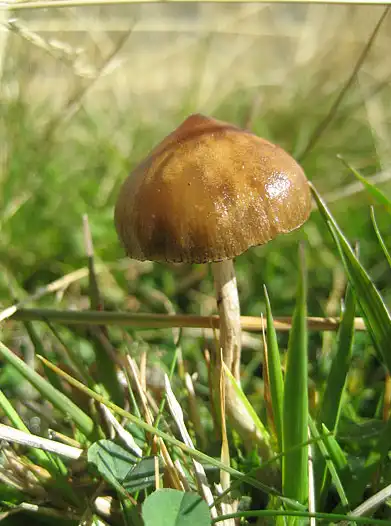 Psilocybe-hispanica