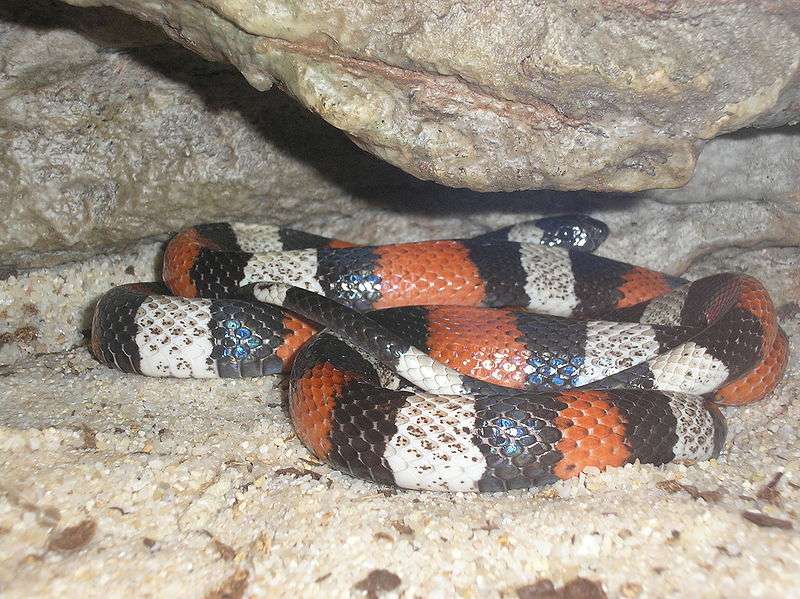 Pueblan milk snake