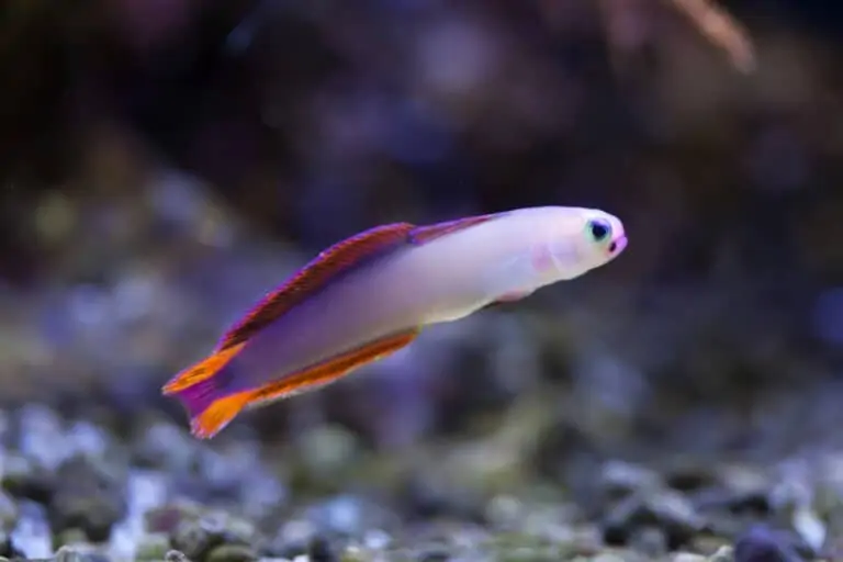 Purple-Firefish-768x512
