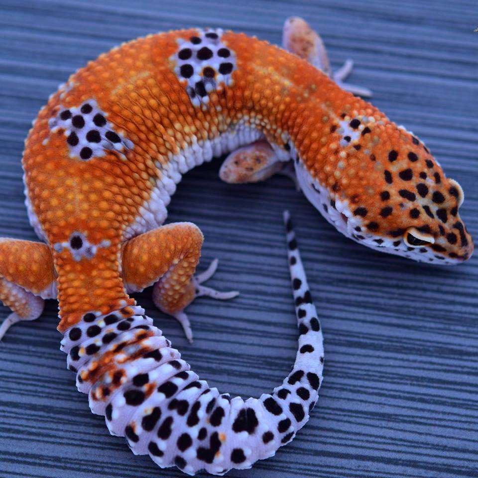 Purple Head Leopard Gecko