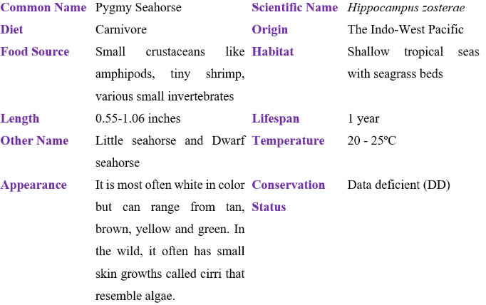 Pygmy Seahorse table