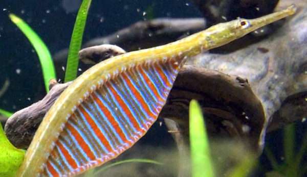 Rainbow-Belly-Pipefish-Female
