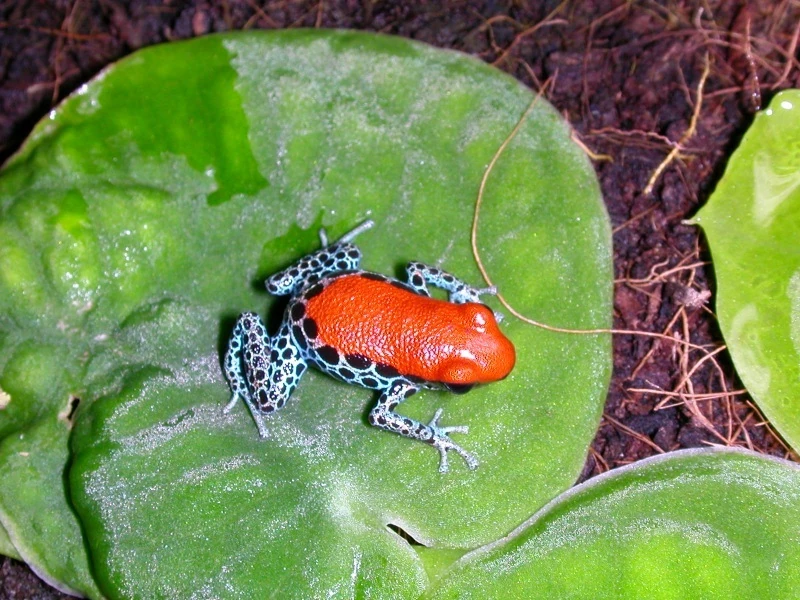Red-Backed Poison Frog.