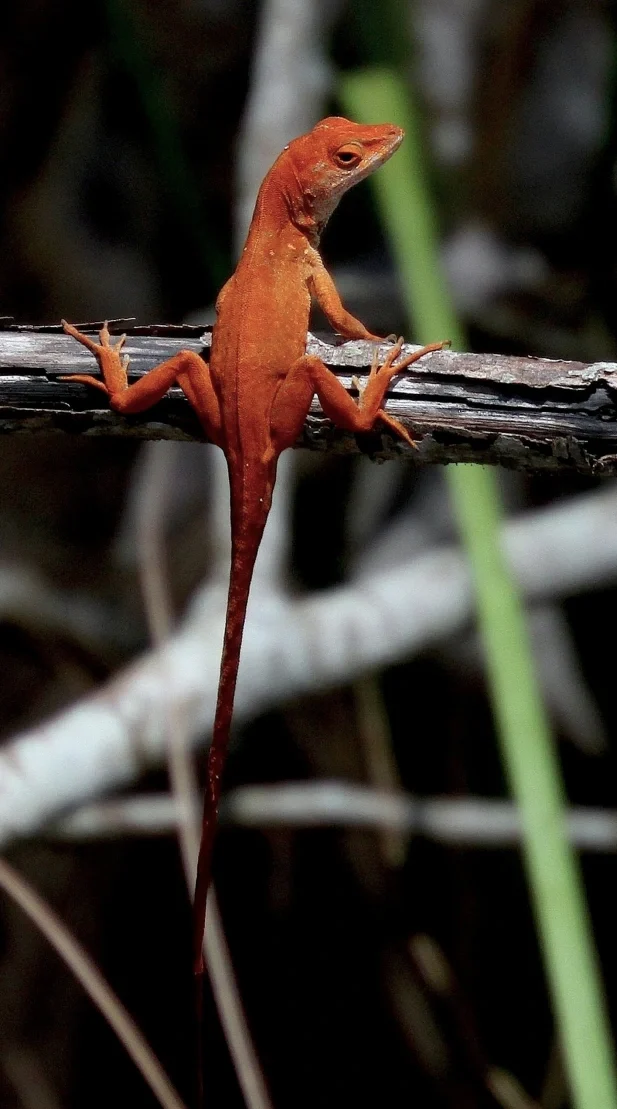 Red Chili Pepper Anoles