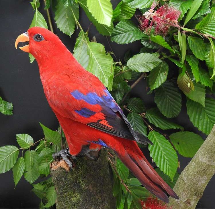 Red-Lory
