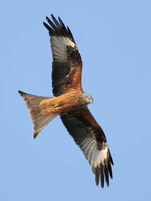 Red kites.