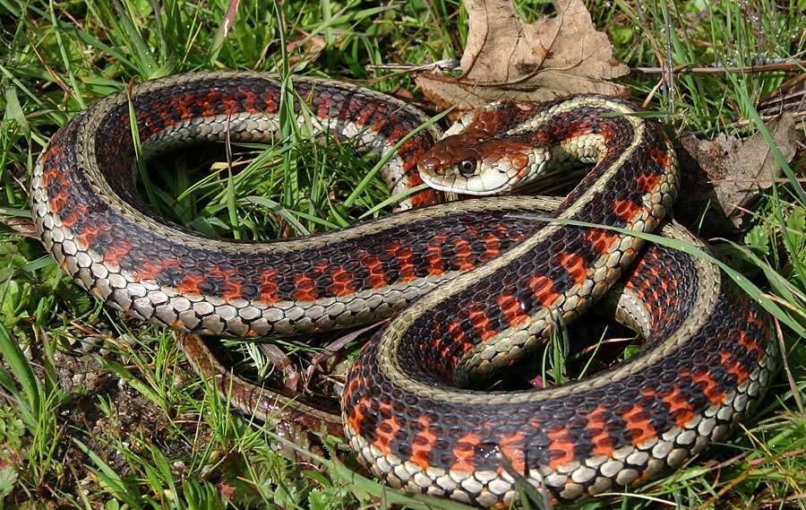 Red-sided Garter Snake