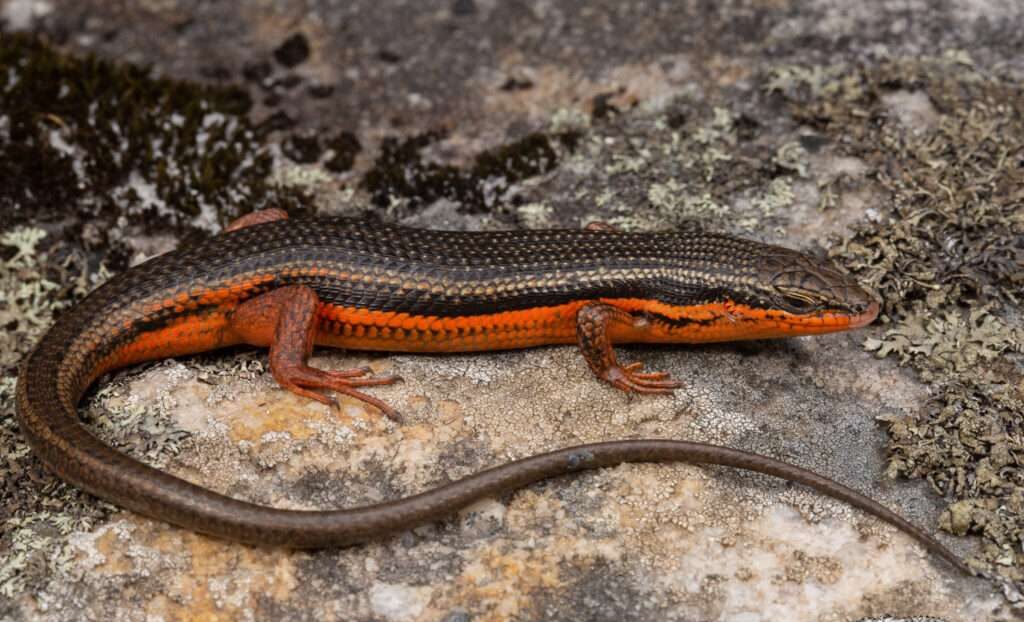 Red-sided-Skink