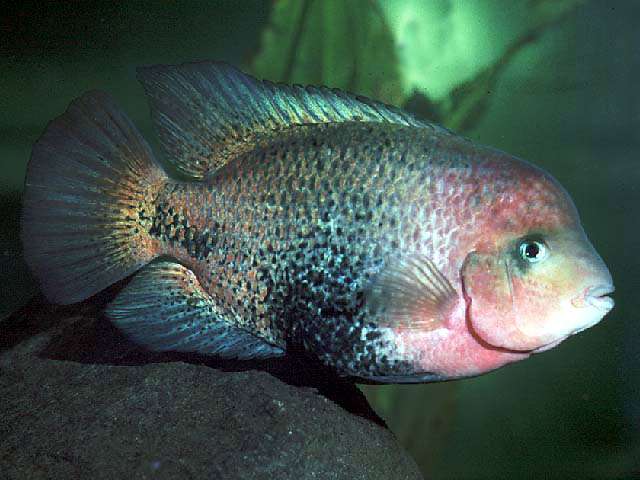 Redhead Cichlid fish