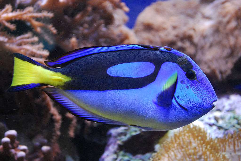 Regal Tang