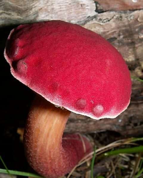 Rhubarb Bolete