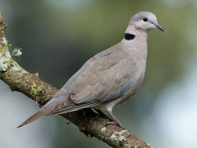 Ring-Necked Dove.