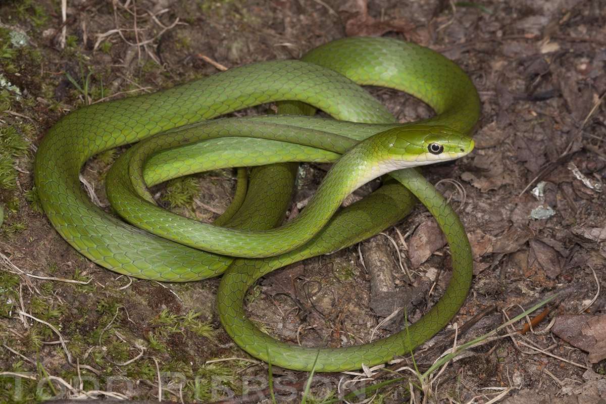 Rough-green snake