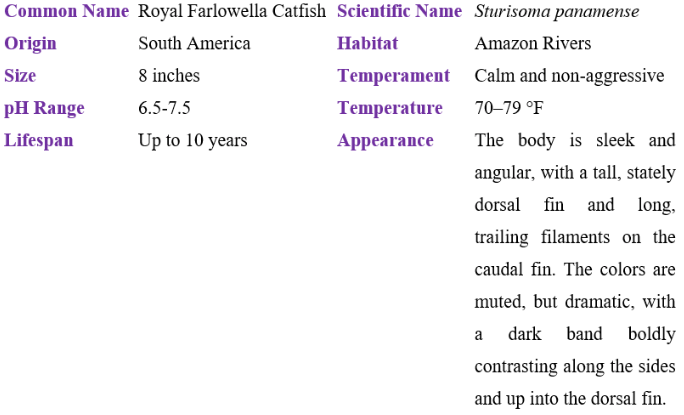 Royal Farlowella Catfish table