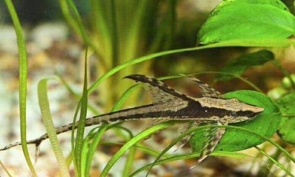 Royal Whiptail-Catfish