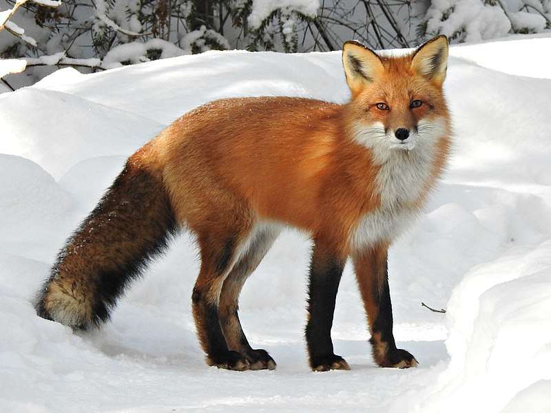 Russian Red Fox.
