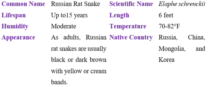 Russian rat snake table