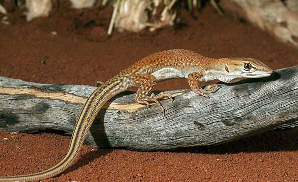 Rusty desert monitor