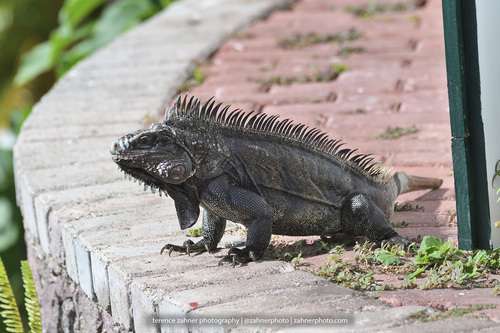 Saban-Black Iguana
