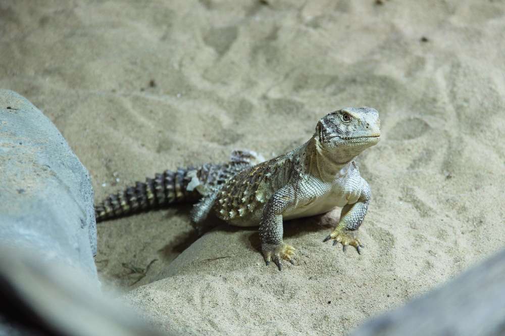 Saharan Uromastyx Lizard