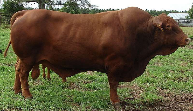 Senepol cattle