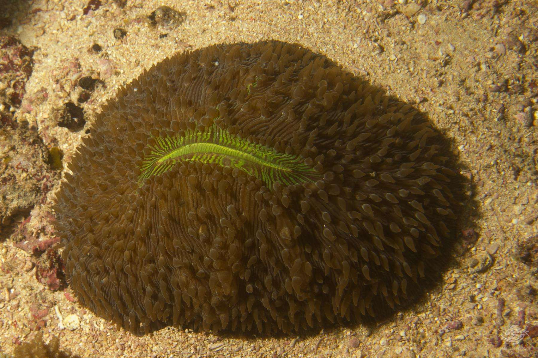 Slipper Coral