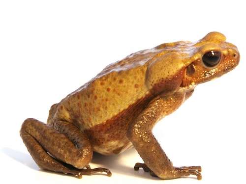 Smooth-Sided Toad.
