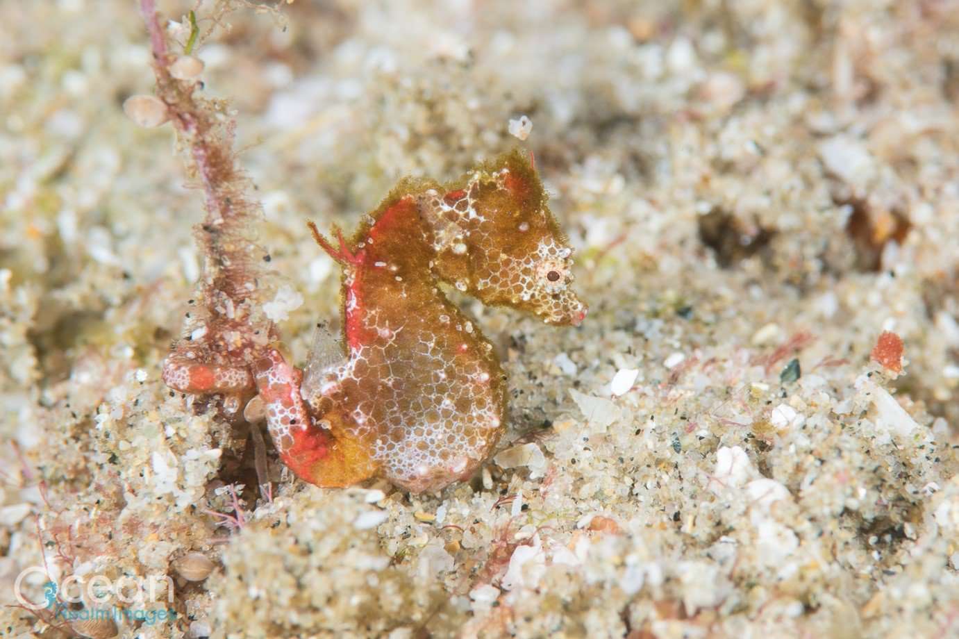 Sodwana Pygmy Seahorse