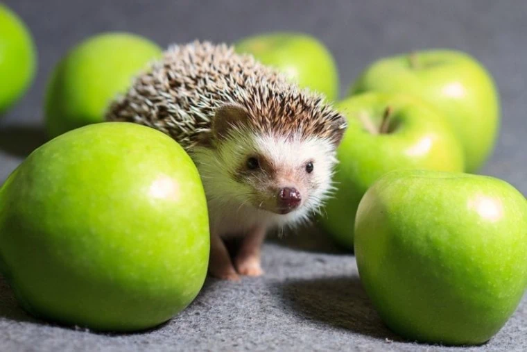 Somali Hedgehog.