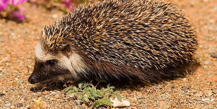 Southern African Hedgehog (Atelerix frontalis) adult, on sand beside flowers, Loxton, Northern Cape, South Africa