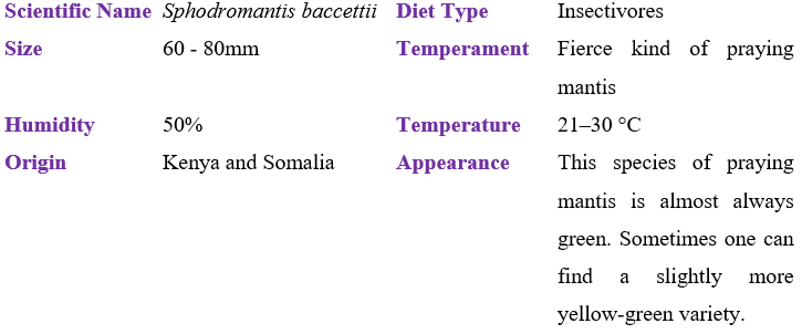 Sphodromantis baccettii table