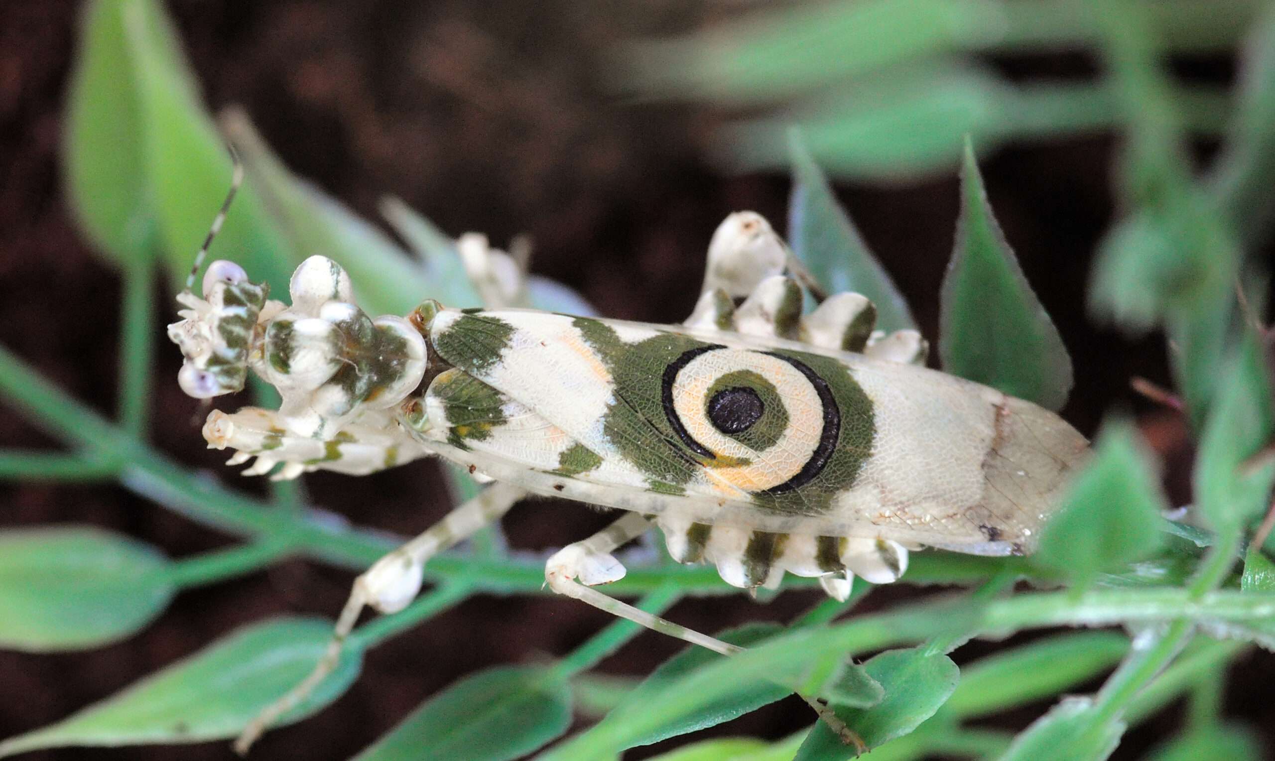 Spiny Flower Mantis.