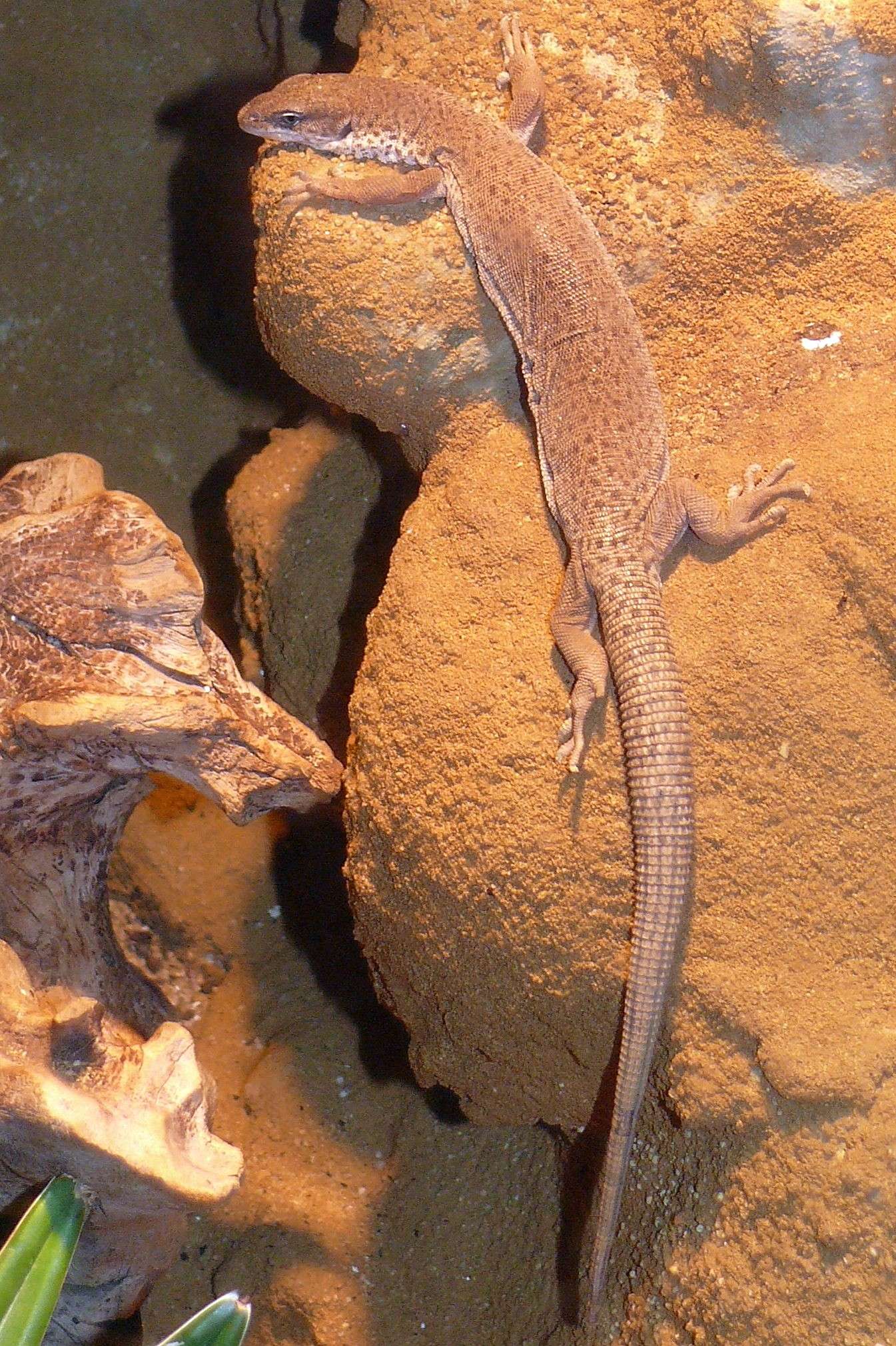 Stripe-tailed monitor