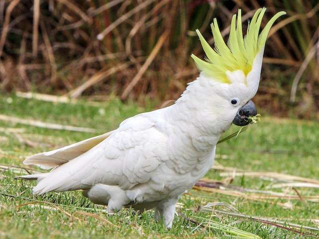 Sulphur- crested cockatoo