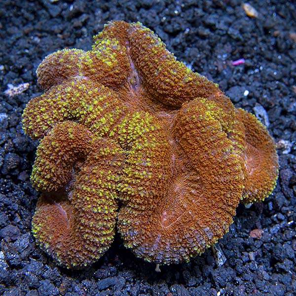 Symphyllia-Brain Coral